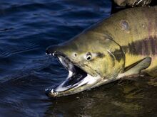 Colourful "Chum" Salmon